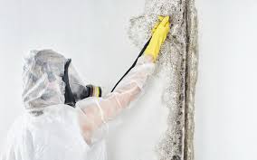 Best Emergency Mold Remediation  in Rossmoyne, OH